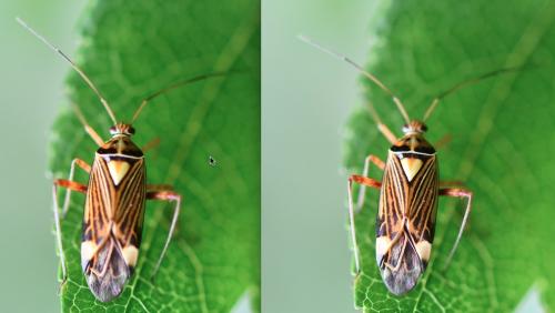 Rhabdomiris striatellus
